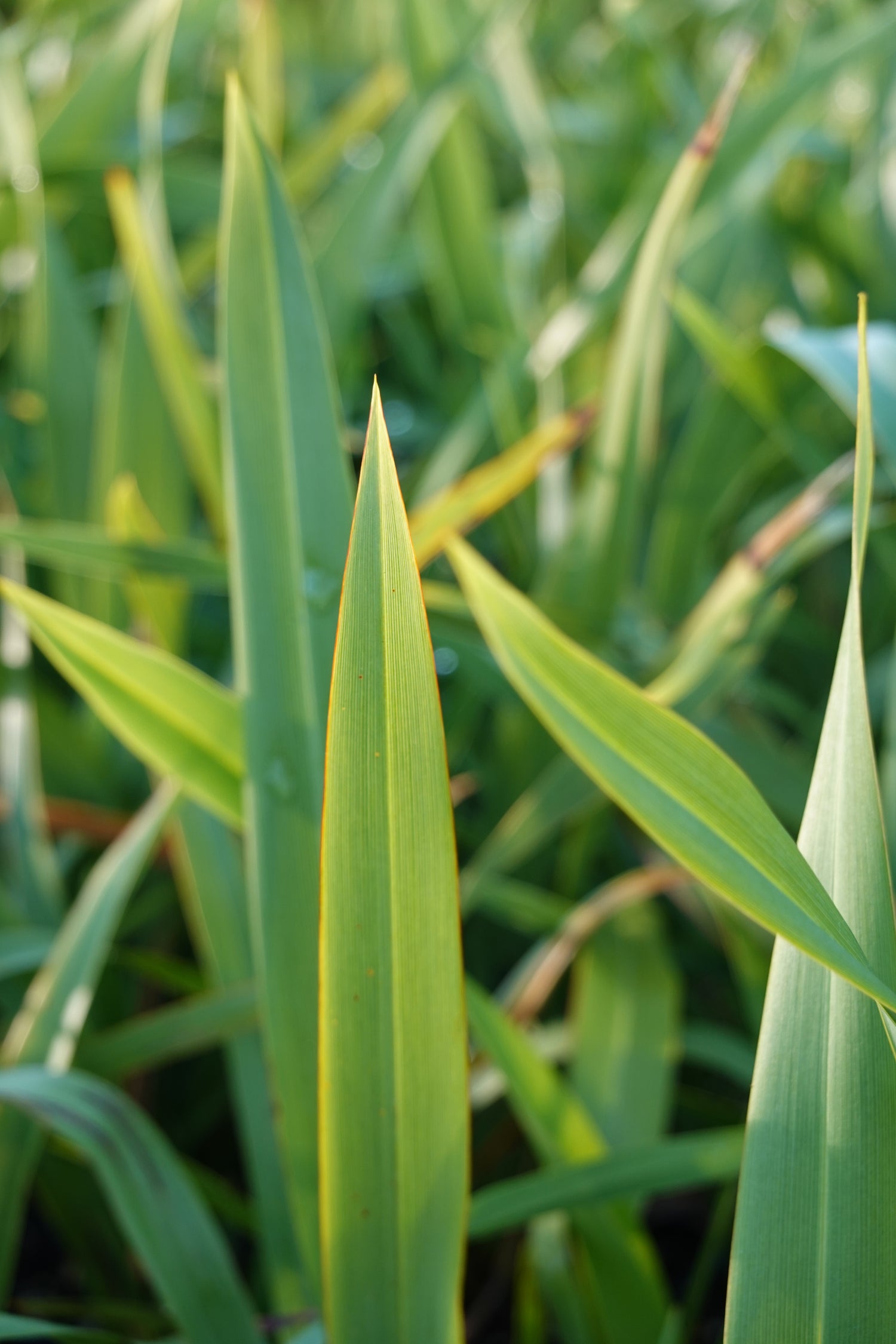 Wharariki, Mountain Flax, Phormium cookianum