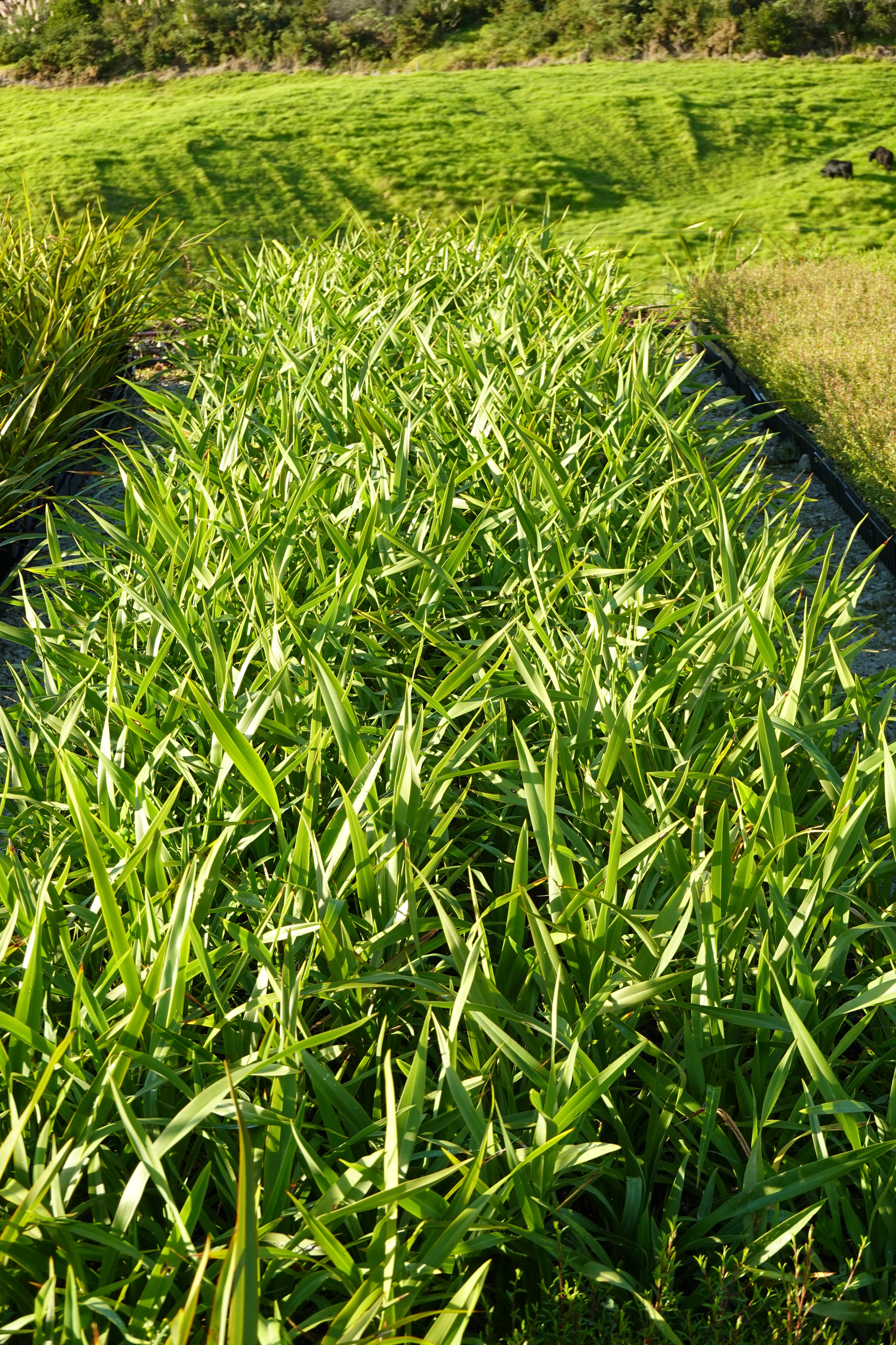 Wharariki, Mountain Flax, Phormium cookianum