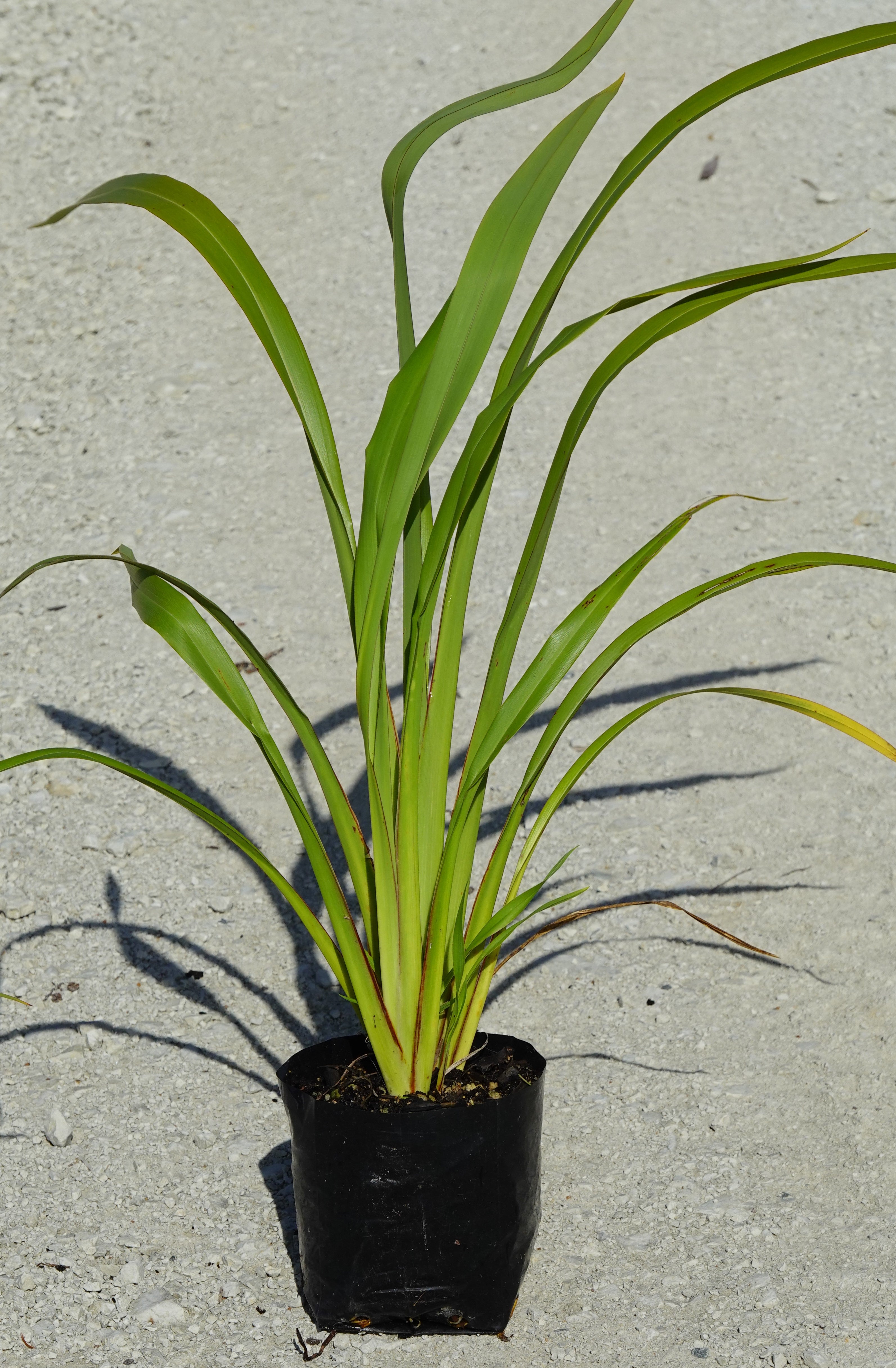 Wharariki, Mountain Flax, Phormium cookianum