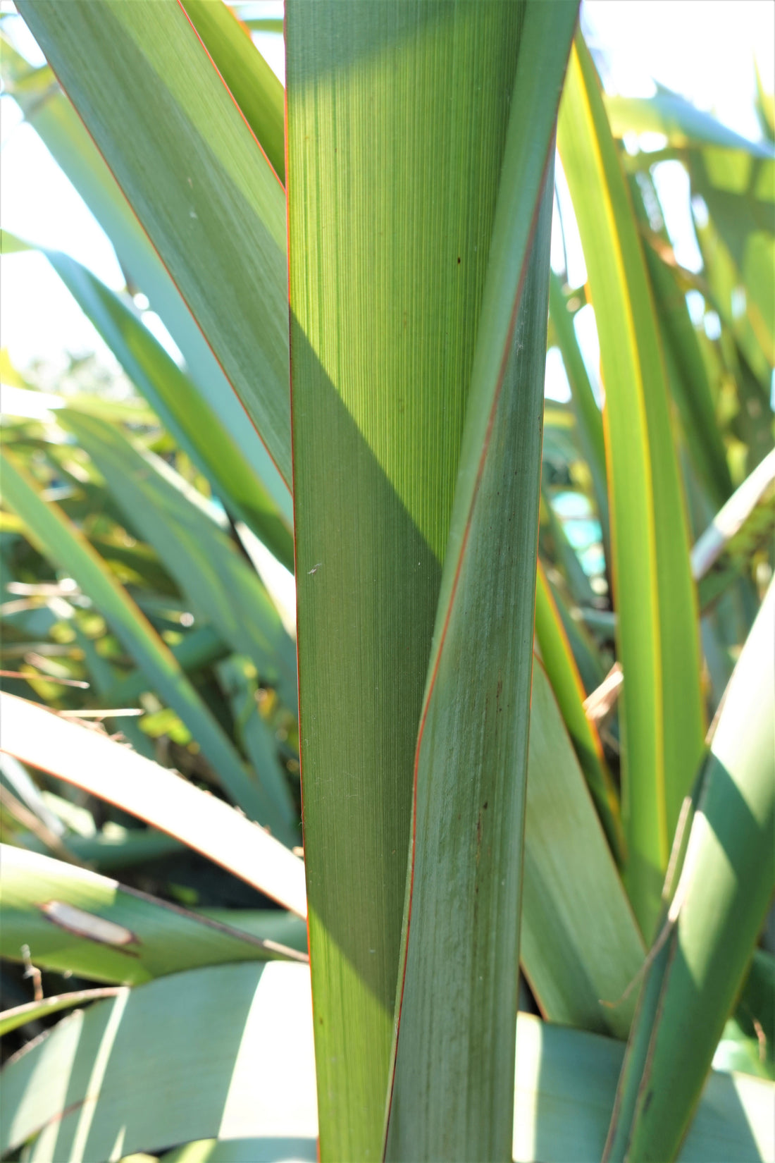 Harakeke, Flax,  Phormium tenax