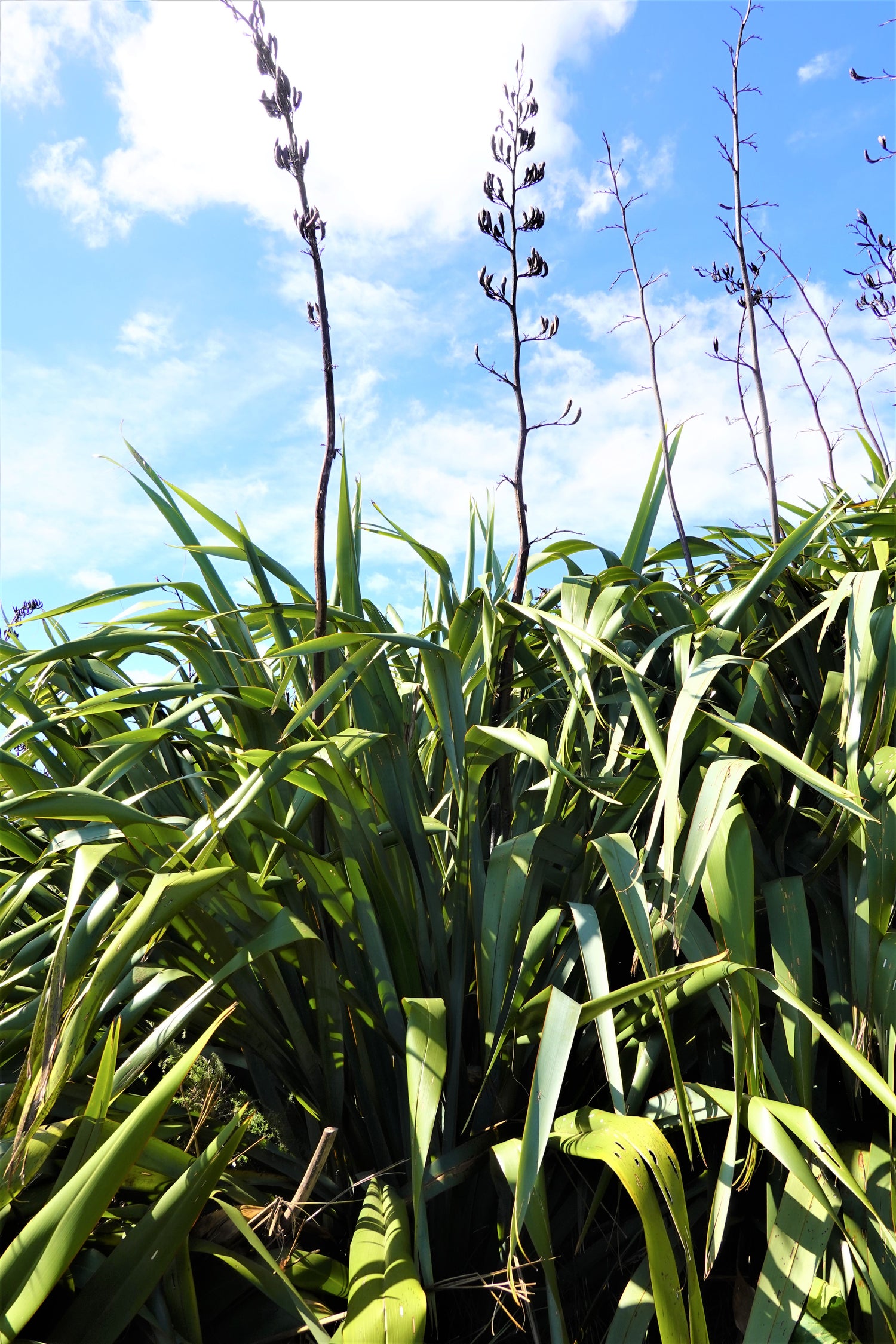 Harakeke, Flax,  Phormium tenax