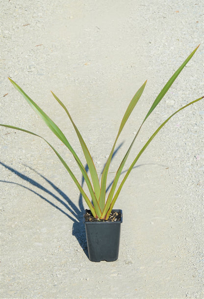 Harakeke, Flax,  Phormium tenax