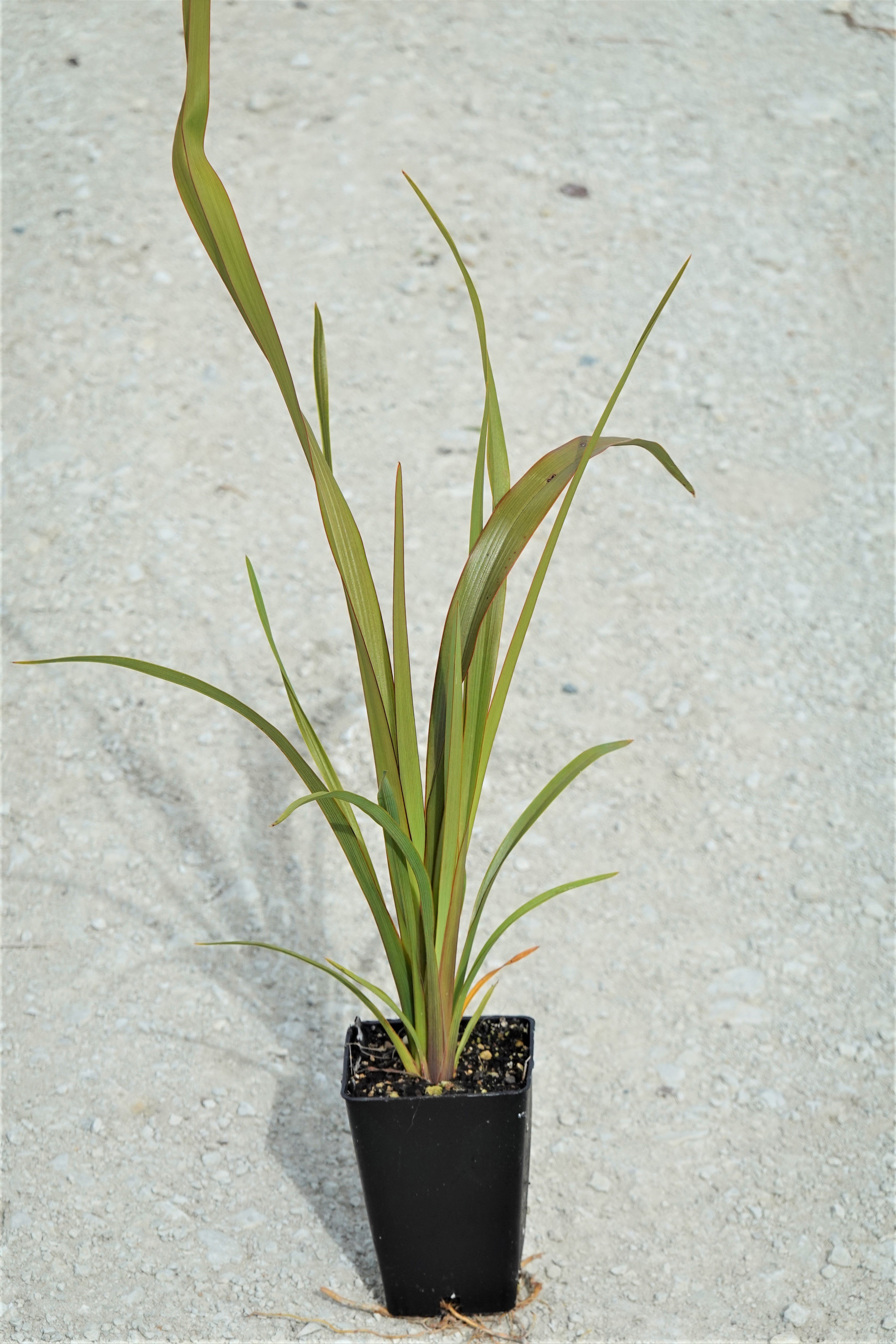 Harakeke, Flax,  Phormium tenax