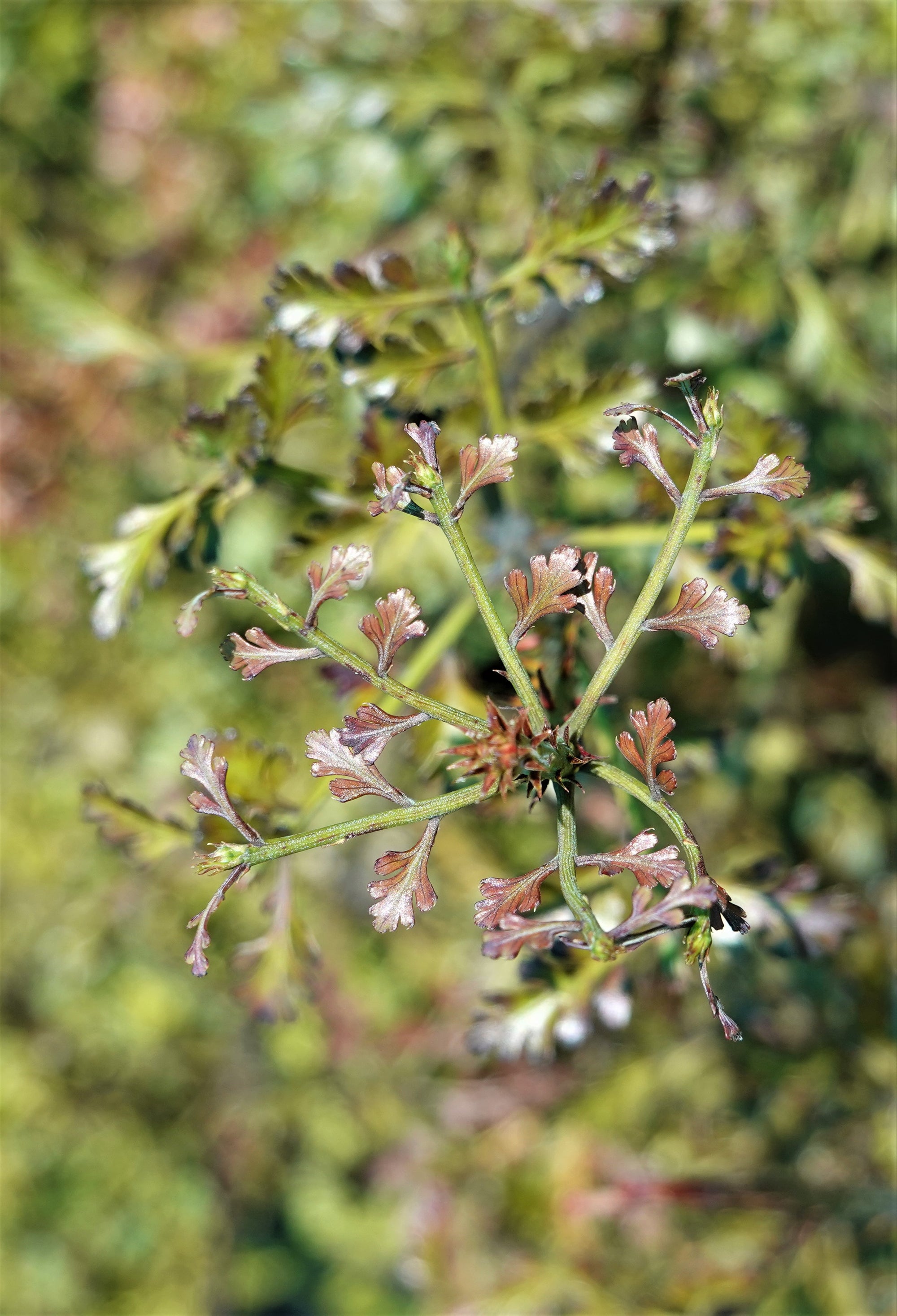 Tanekaha / Phyllocladus trichomanoides – Mangawhai Natives