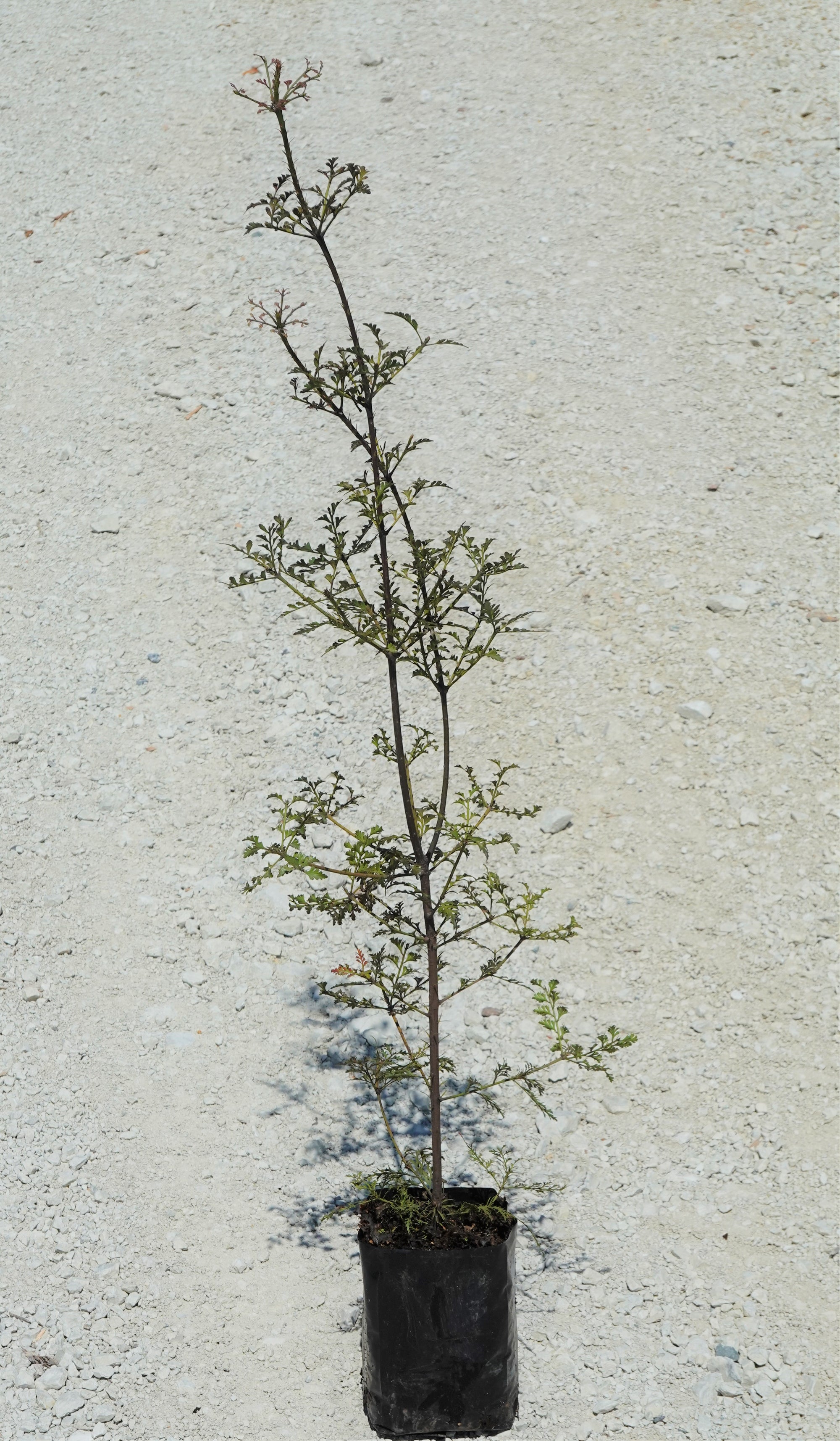 Tanekaha / Phyllocladus trichomanoides – Mangawhai Natives