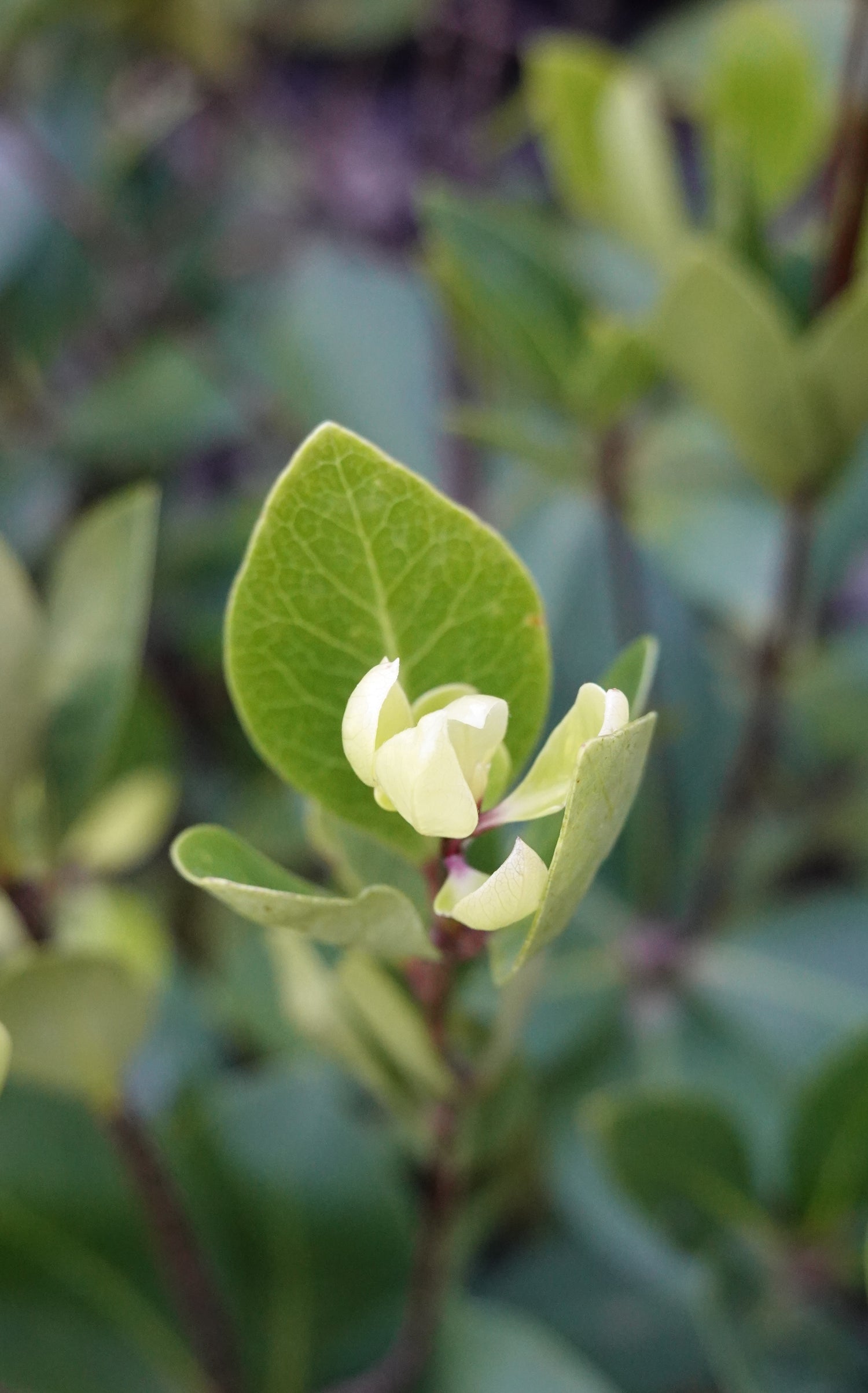 Tāwhiri Karo, Pittosporum cornifolium