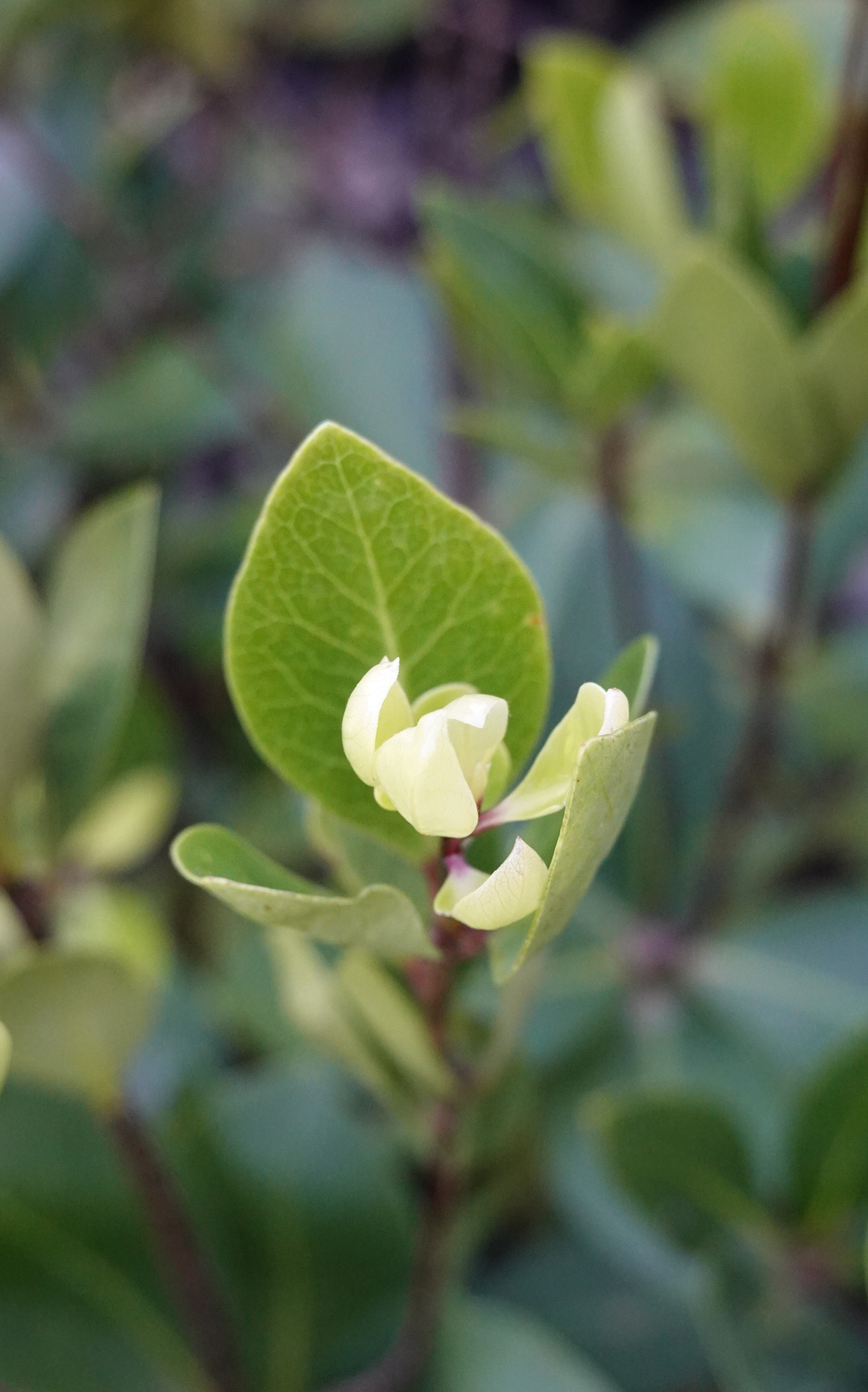 Tāwhiri Karo, Pittosporum cornifolium