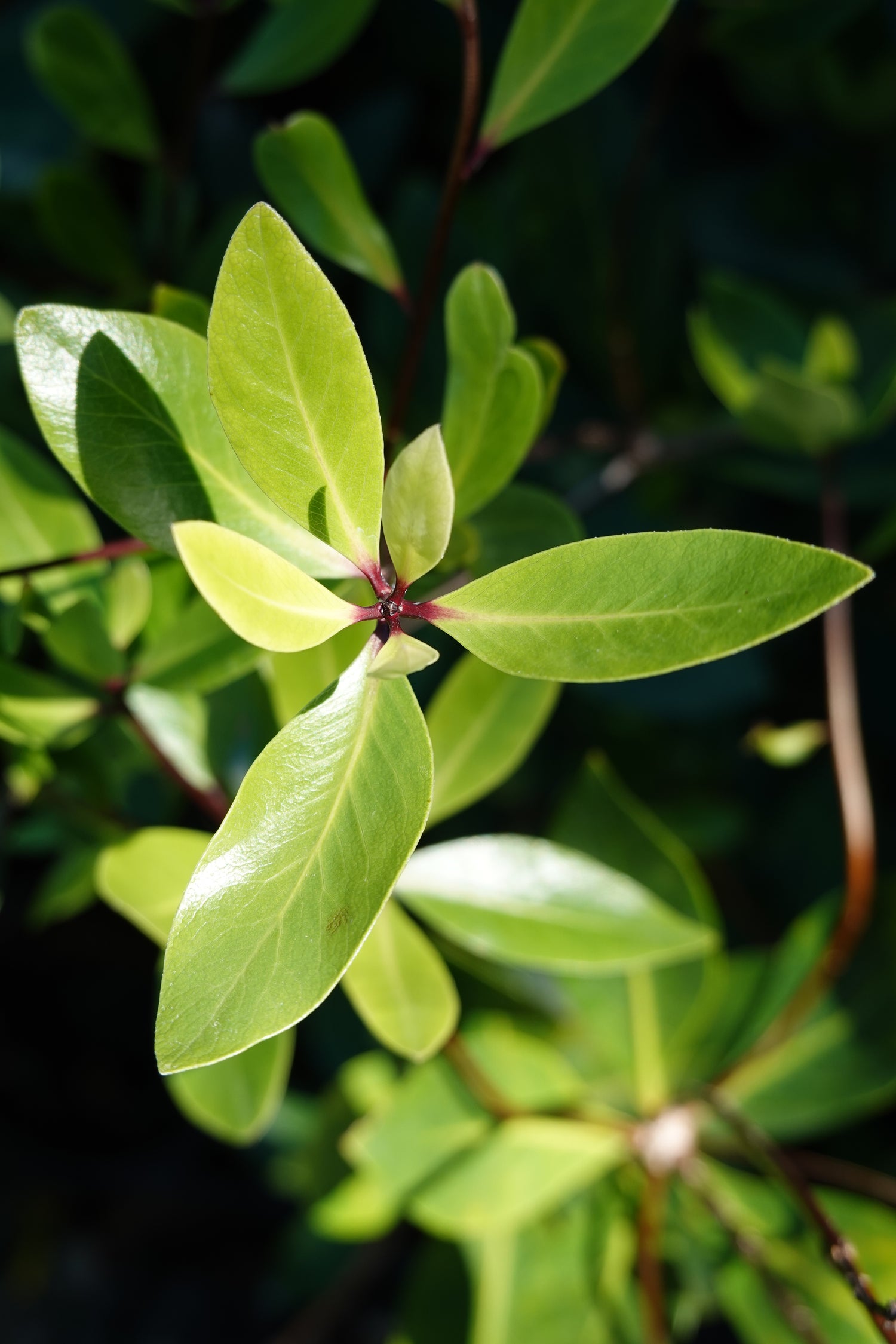 Tāwhiri Karo, Pittosporum cornifolium