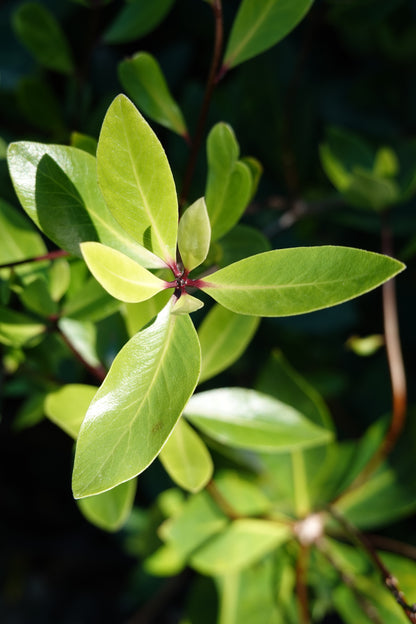Tāwhiri Karo, Pittosporum cornifolium