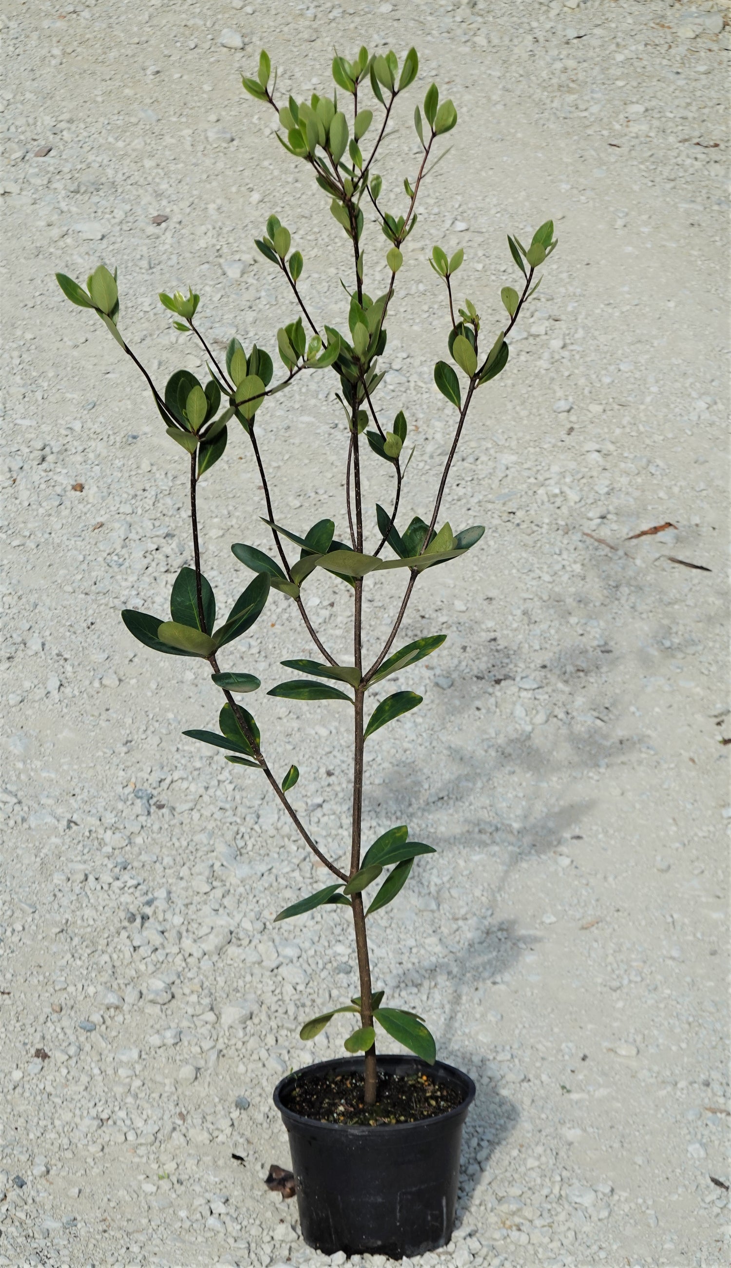 Tāwhiri Karo, Pittosporum cornifolium