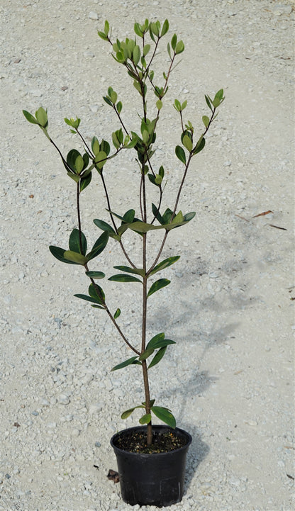 Tāwhiri Karo, Pittosporum cornifolium