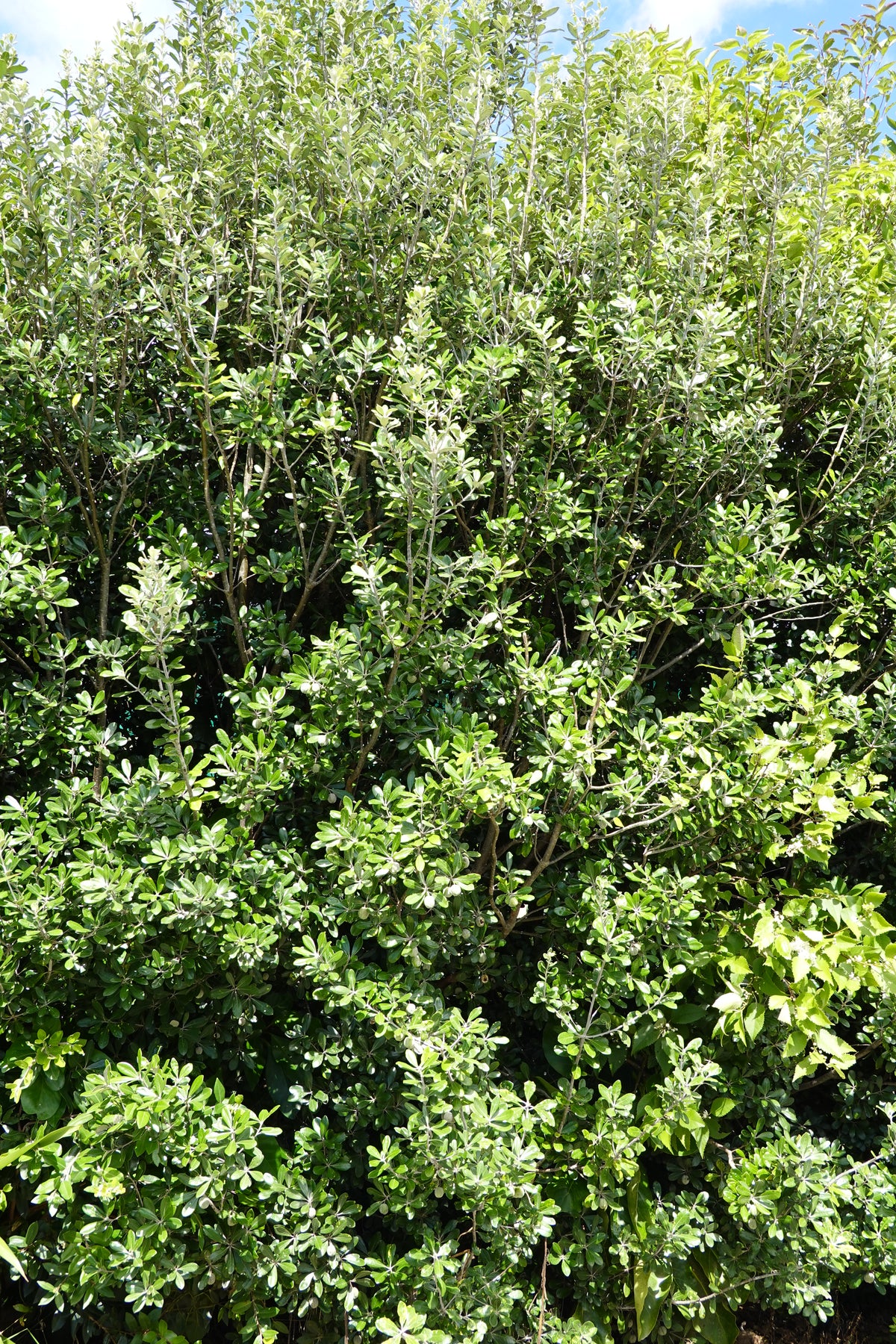 Compact Karo Karo / Pittosporum crassifolium – Mangawhai Natives