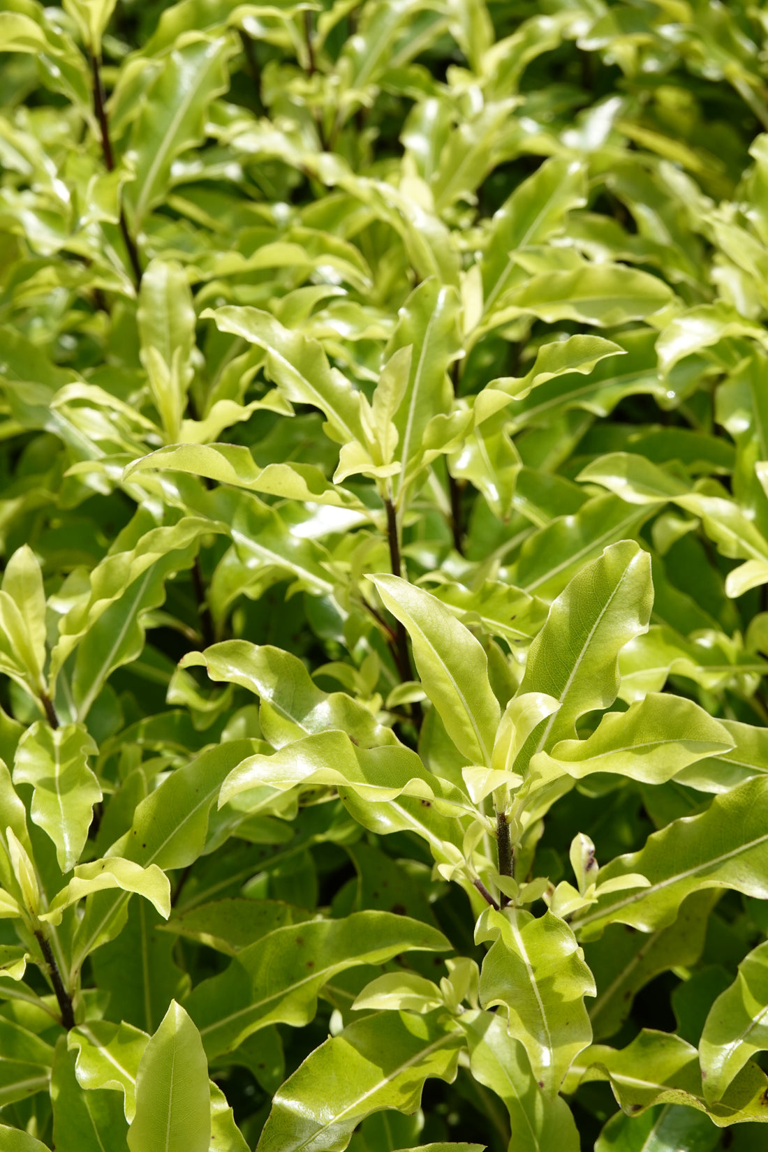 Tarata, Lemonwood, Pittosporum eugenoides