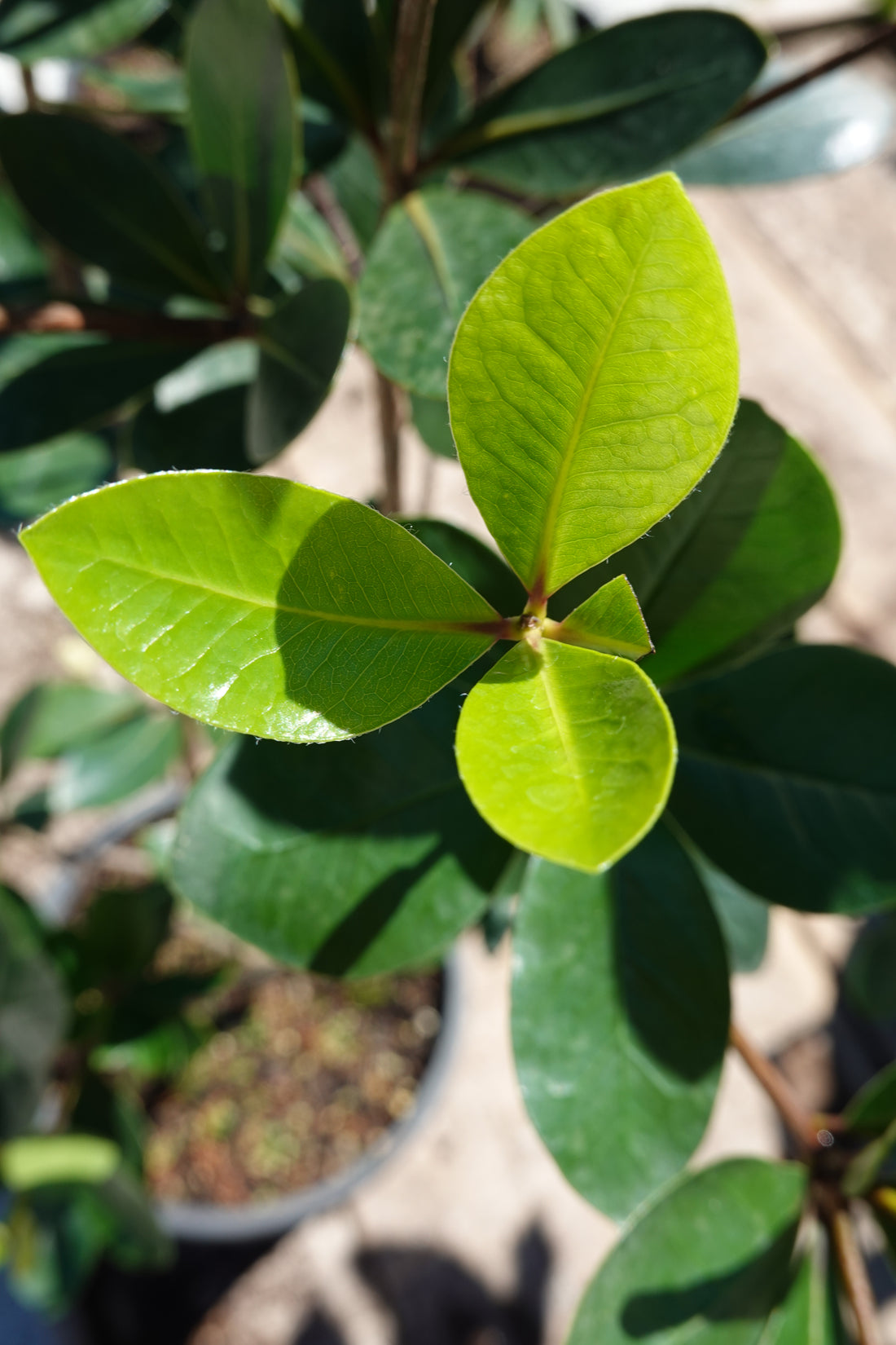 Pittosporum roimata