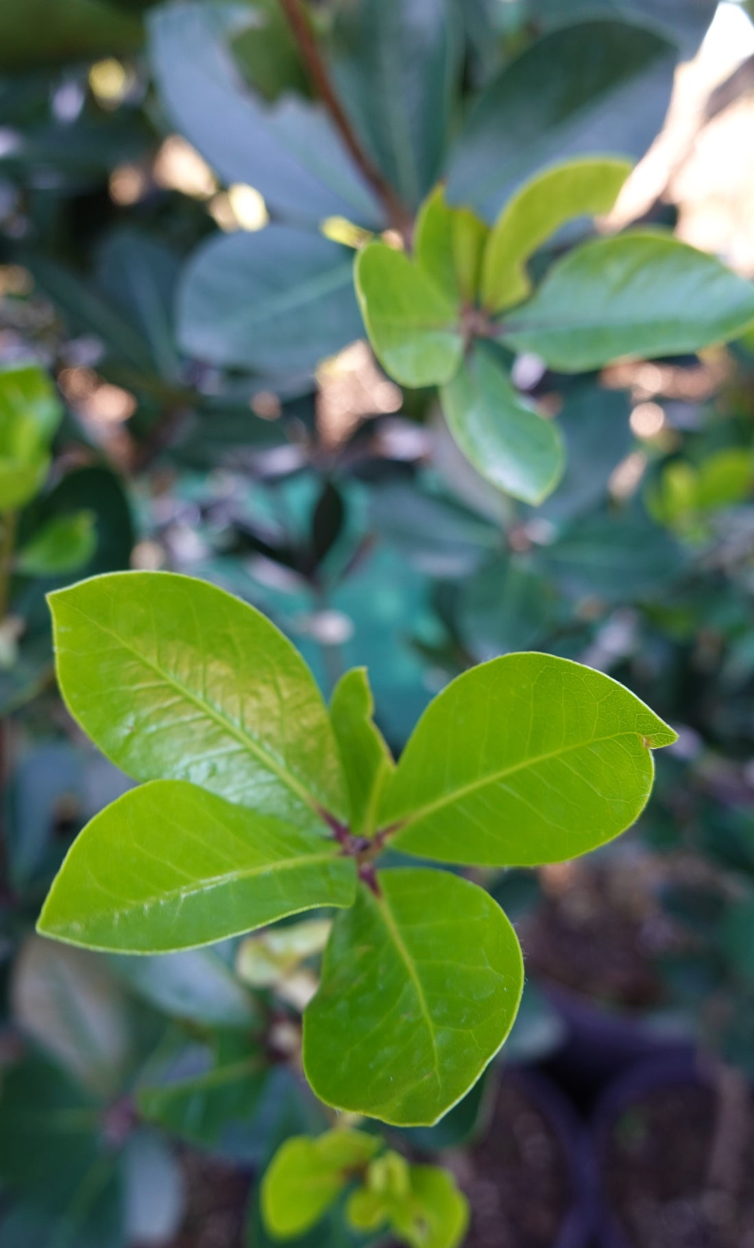 Pittosporum roimata
