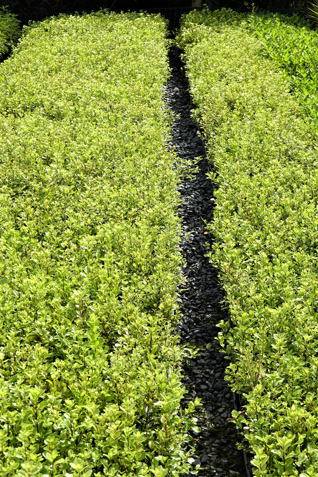 Kōhūhū, Black Matipo, Pittosporum tenuifolium