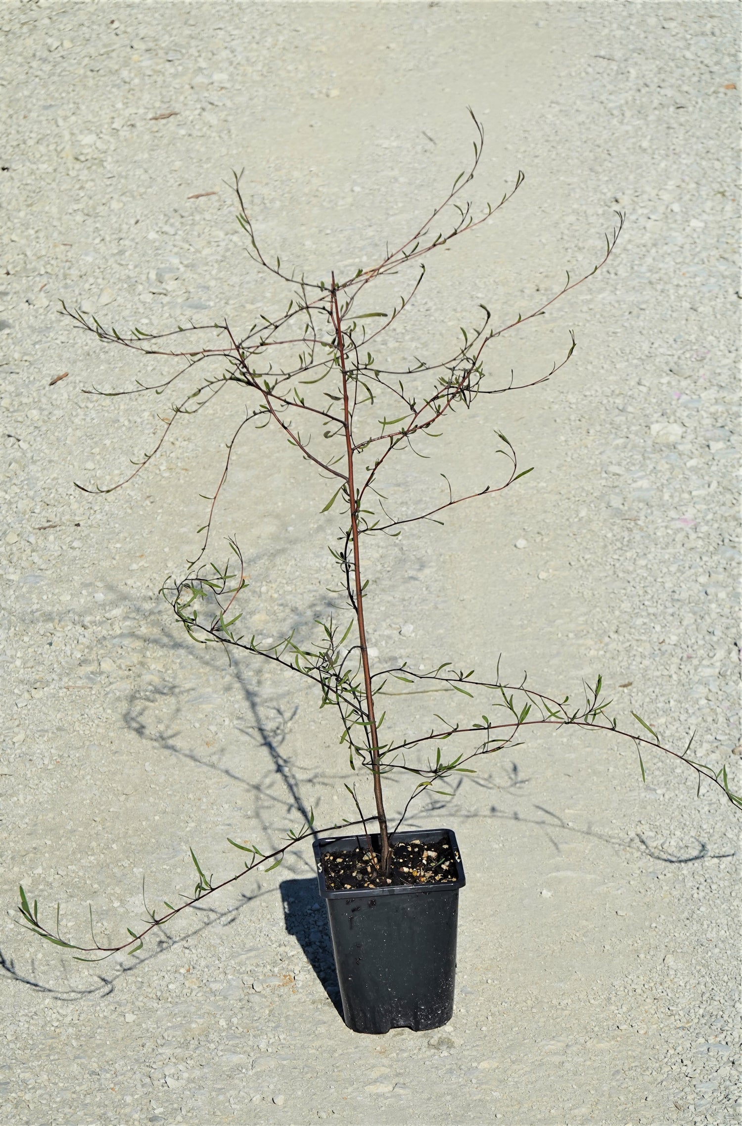 Saltmarsh Ribbonwood, Plagianthus divaricatus