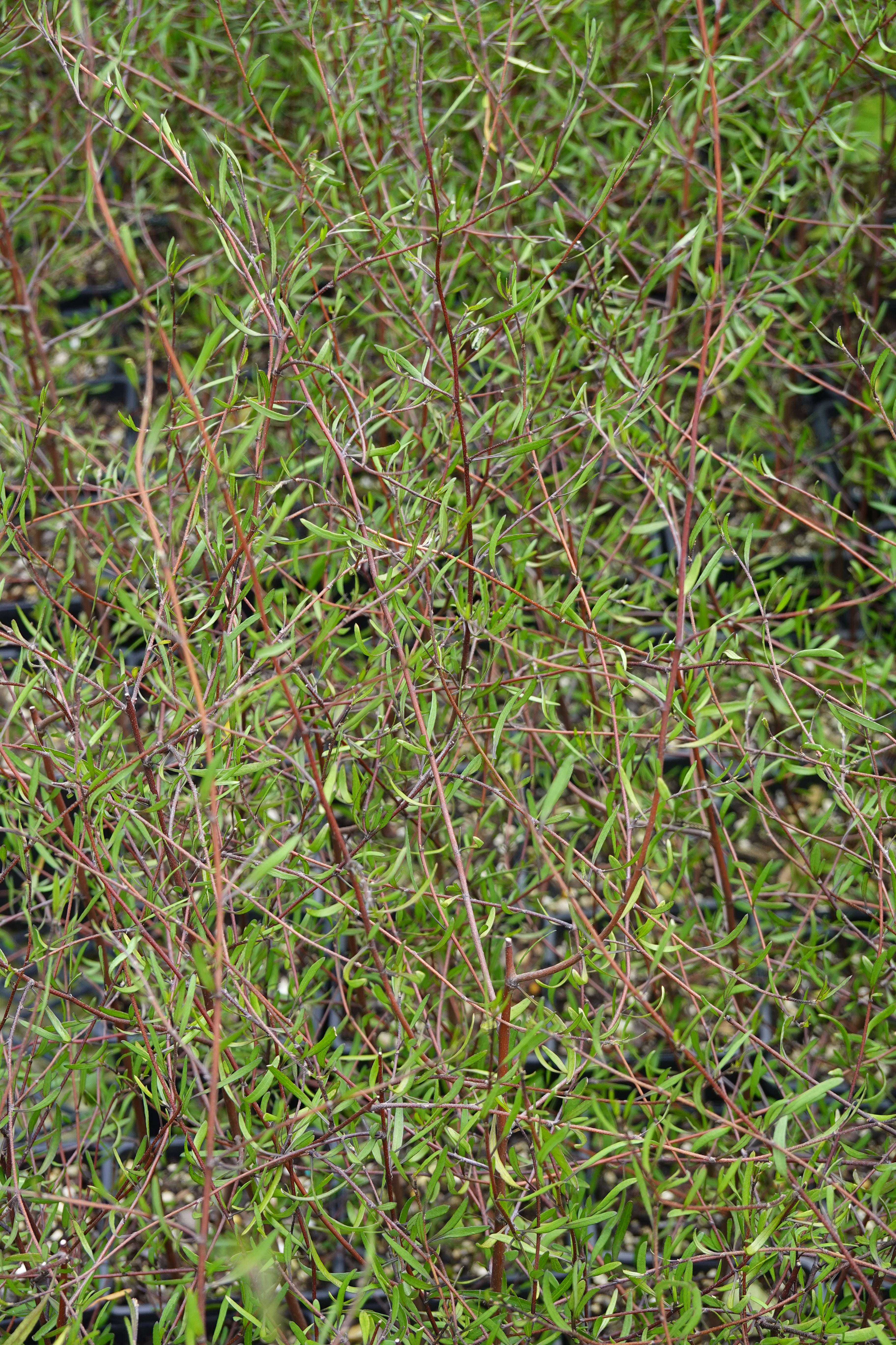 Saltmarsh Ribbonwood, Plagianthus divaricatus