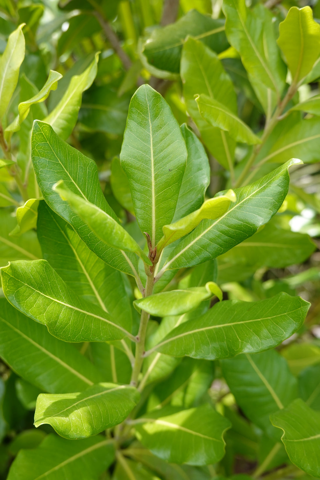 Tawāpou, Planchonella costata