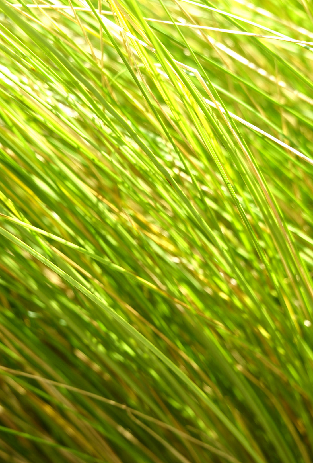 Wī, Silver Tussock, Poa cita