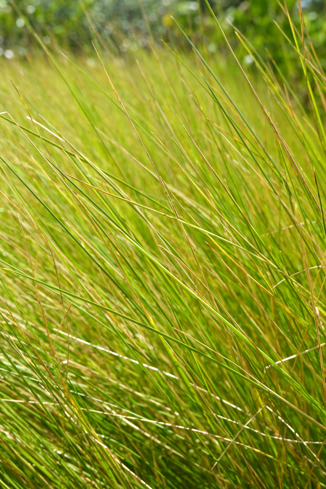 Wī, Silver Tussock, Poa cita