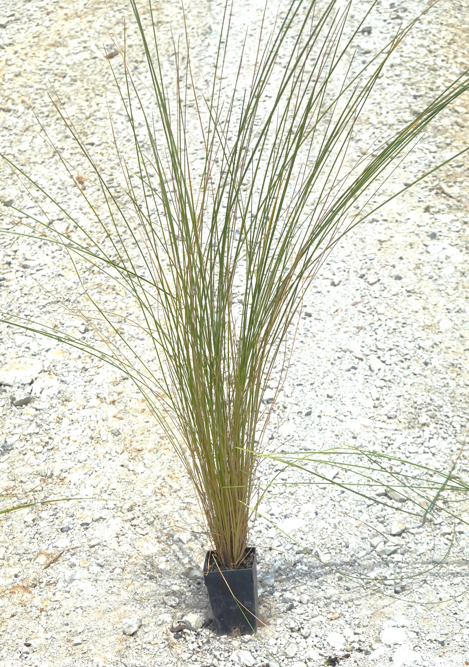 Wī, Silver Tussock, Poa cita