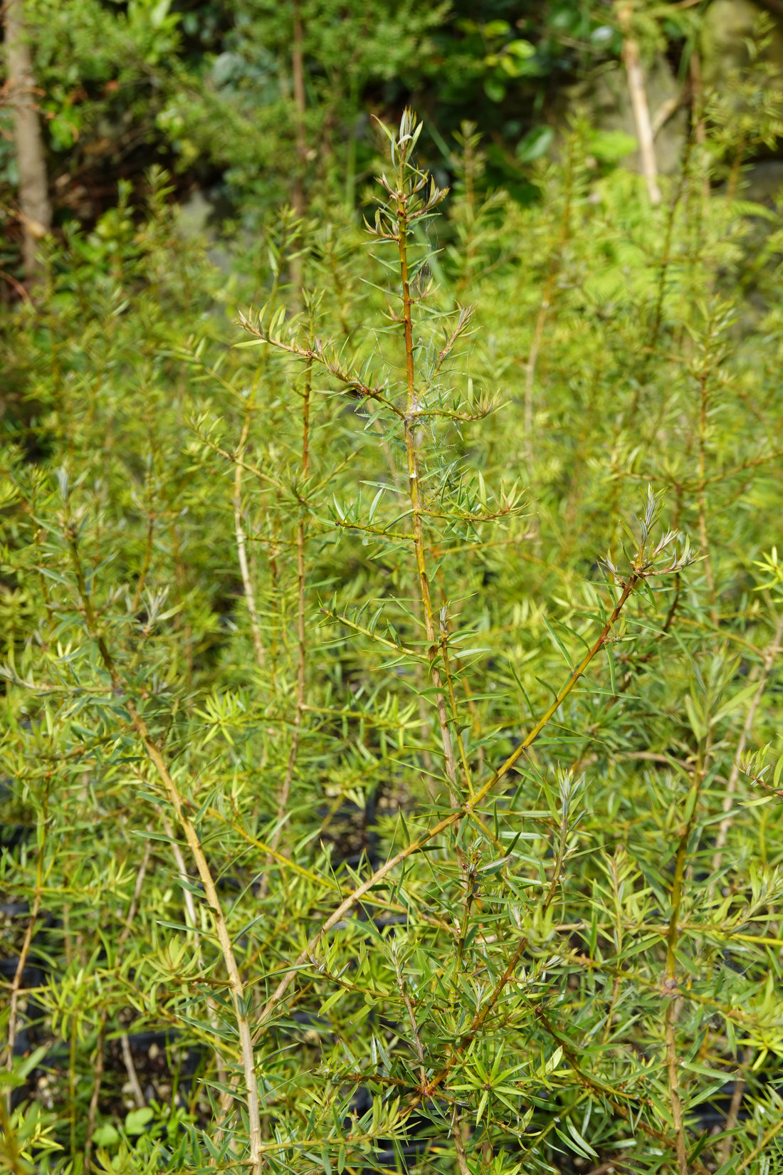 Tōtara, Podocarpus totara