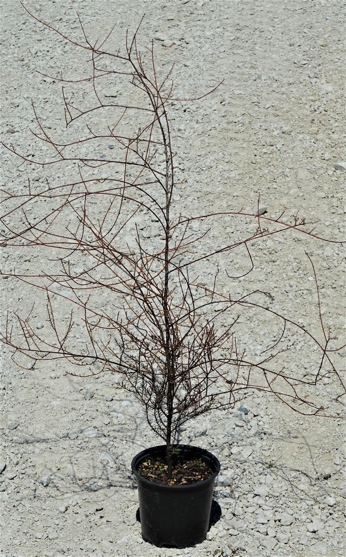 Mataī / Prumnopitys taxifolia – Mangawhai Natives