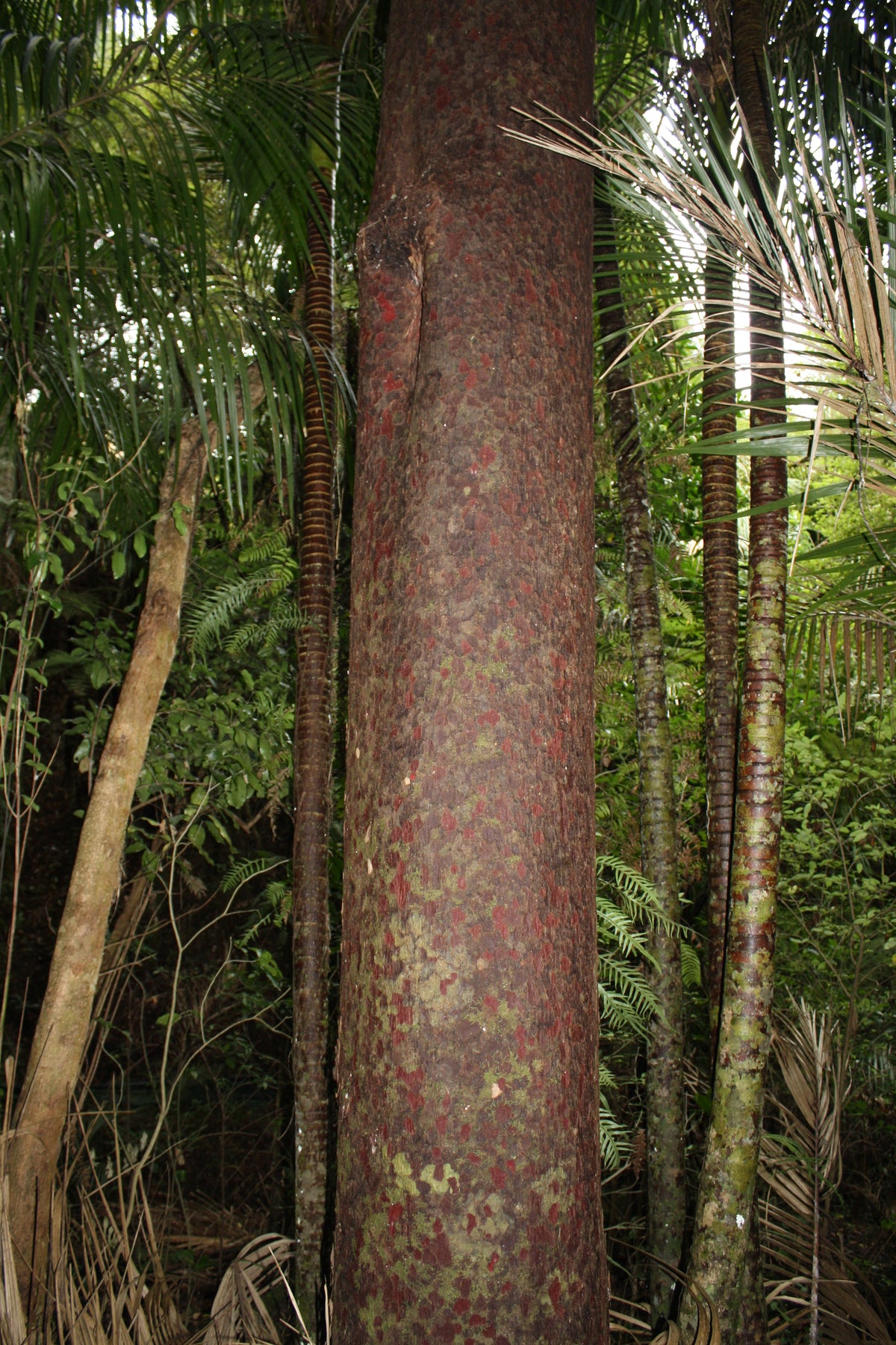 Mataī / Prumnopitys taxifolia – Mangawhai Natives
