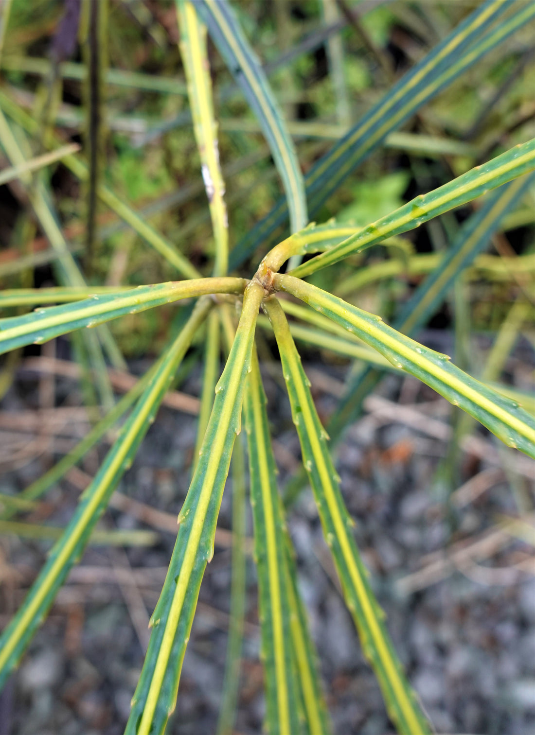 Horoeka, Lancewood, Pseudopanax crassifolius