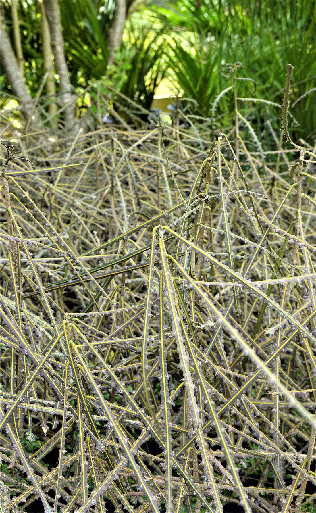 Toothed Lancewood, Pseudopanax ferox