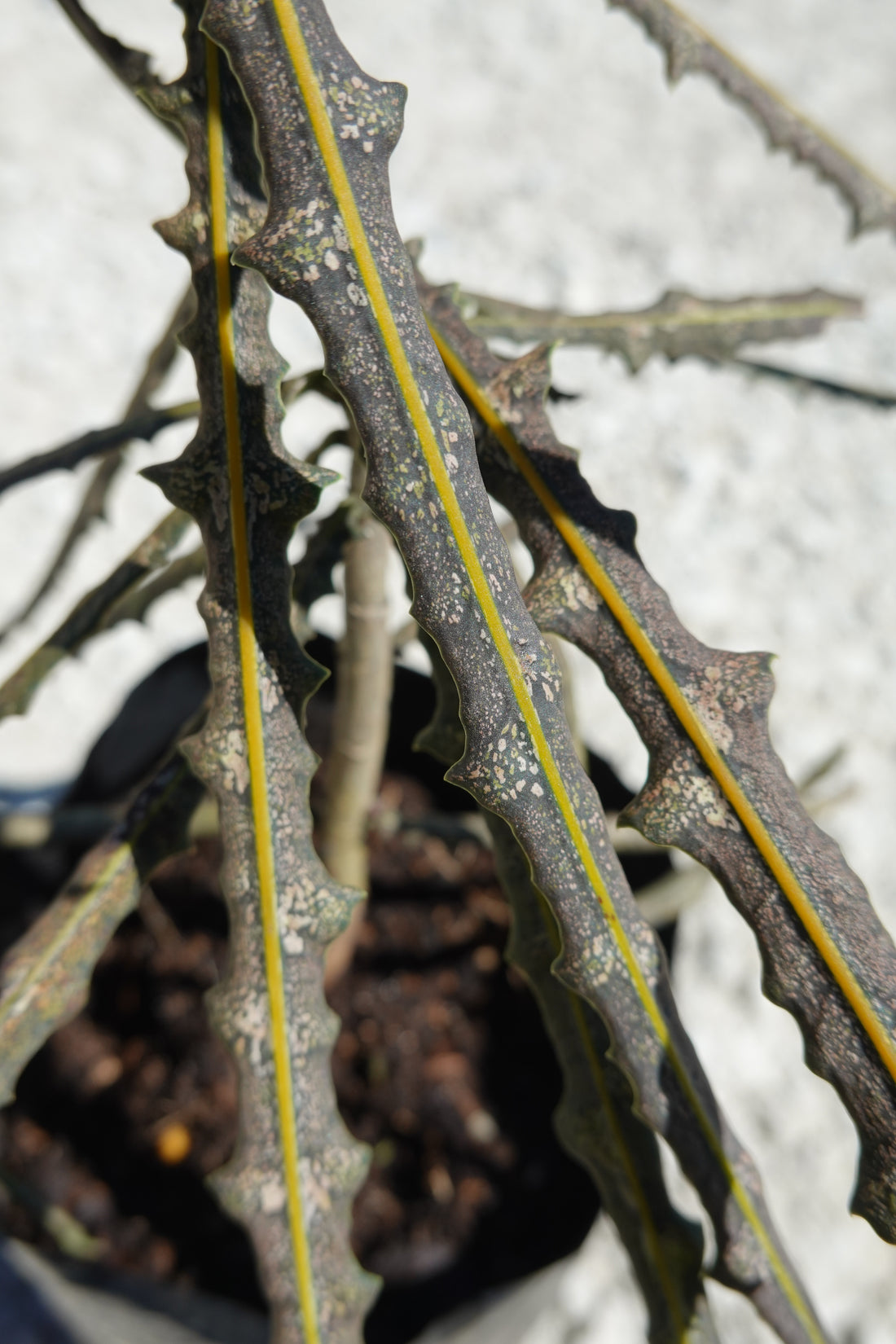 Toothed Lancewood, Pseudopanax ferox