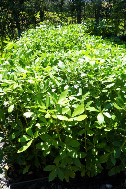 Houpara, Coastal Five Finger, Pseudopanax lessonii