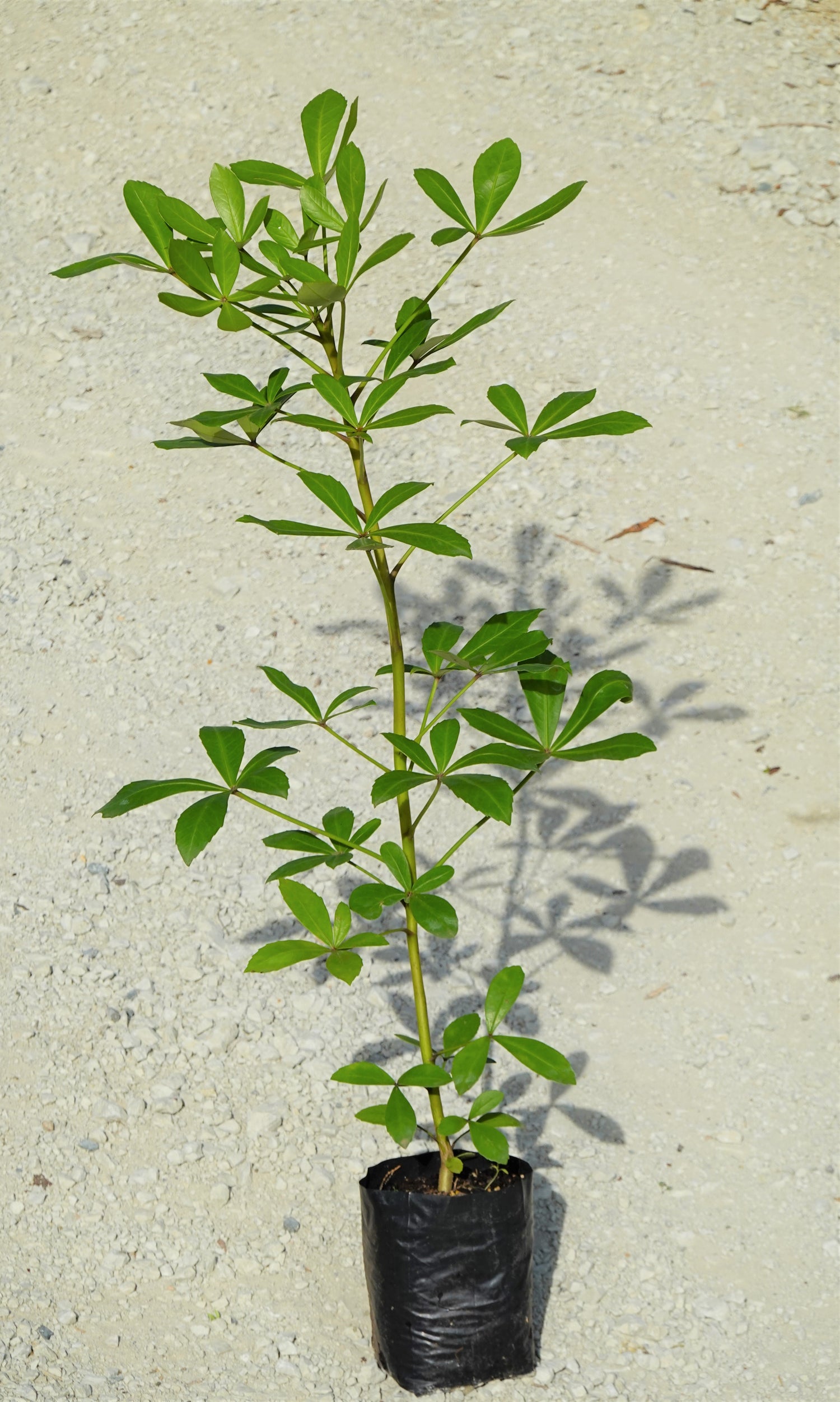 Houpara, Coastal Five Finger, Pseudopanax lessonii