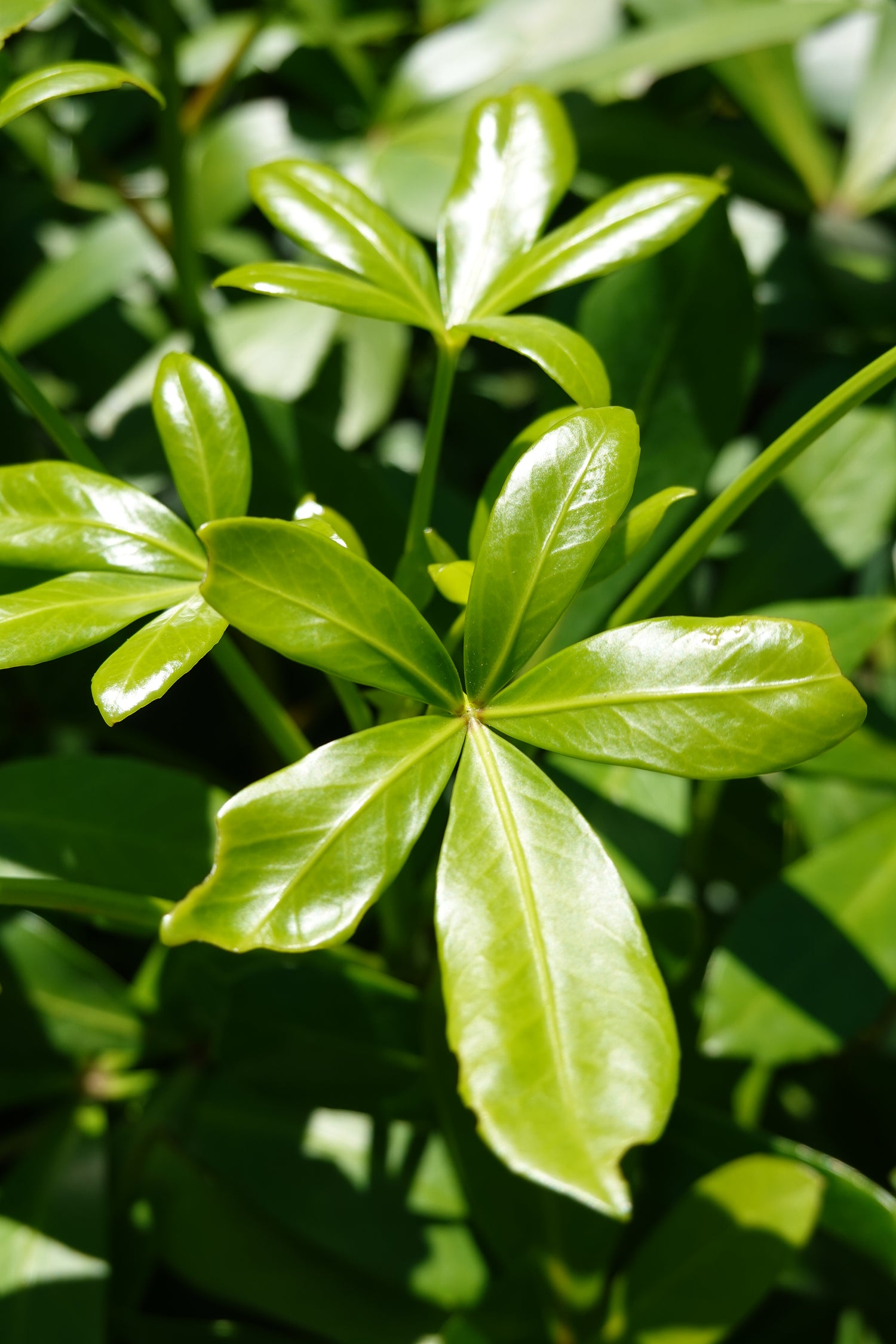 Houpara, Coastal Five Finger, Pseudopanax lessonii