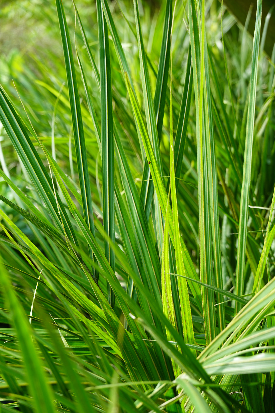 Nīkau, Rhopalostylis sapida