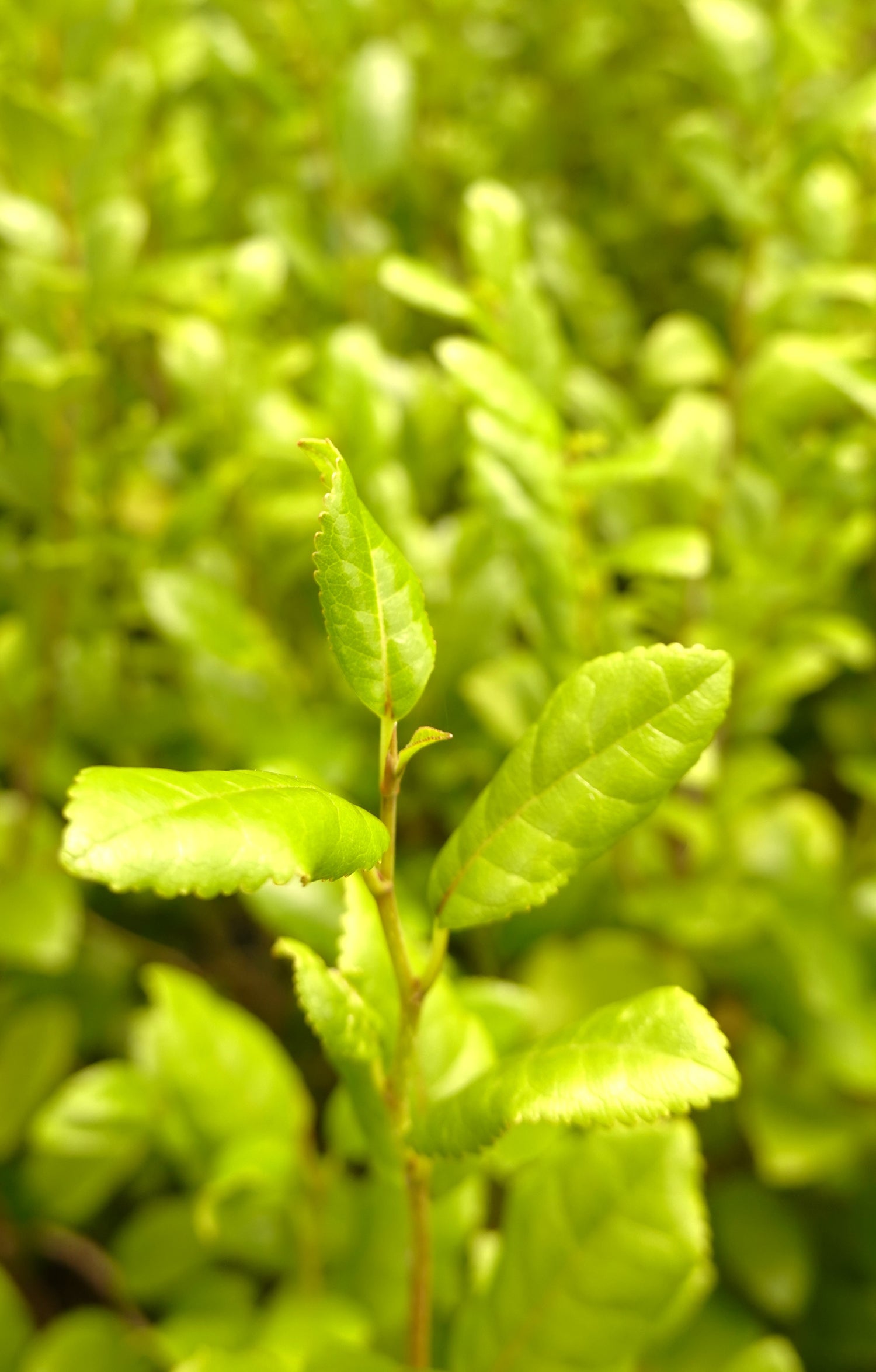 Tūrepo, Large Leaf Milk Tree, Streblus banksii