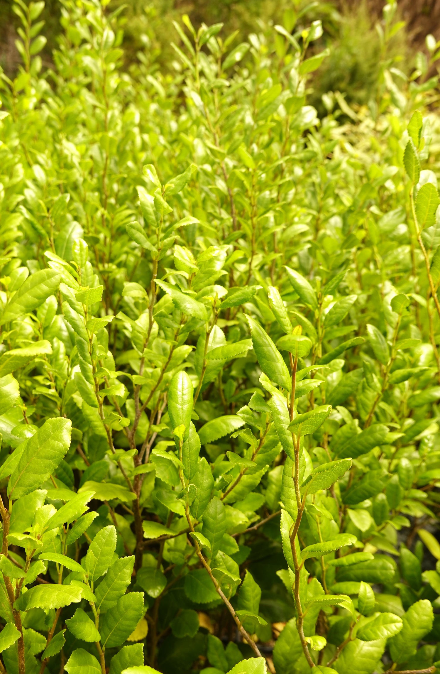 Tūrepo, Large Leaf Milk Tree, Streblus banksii