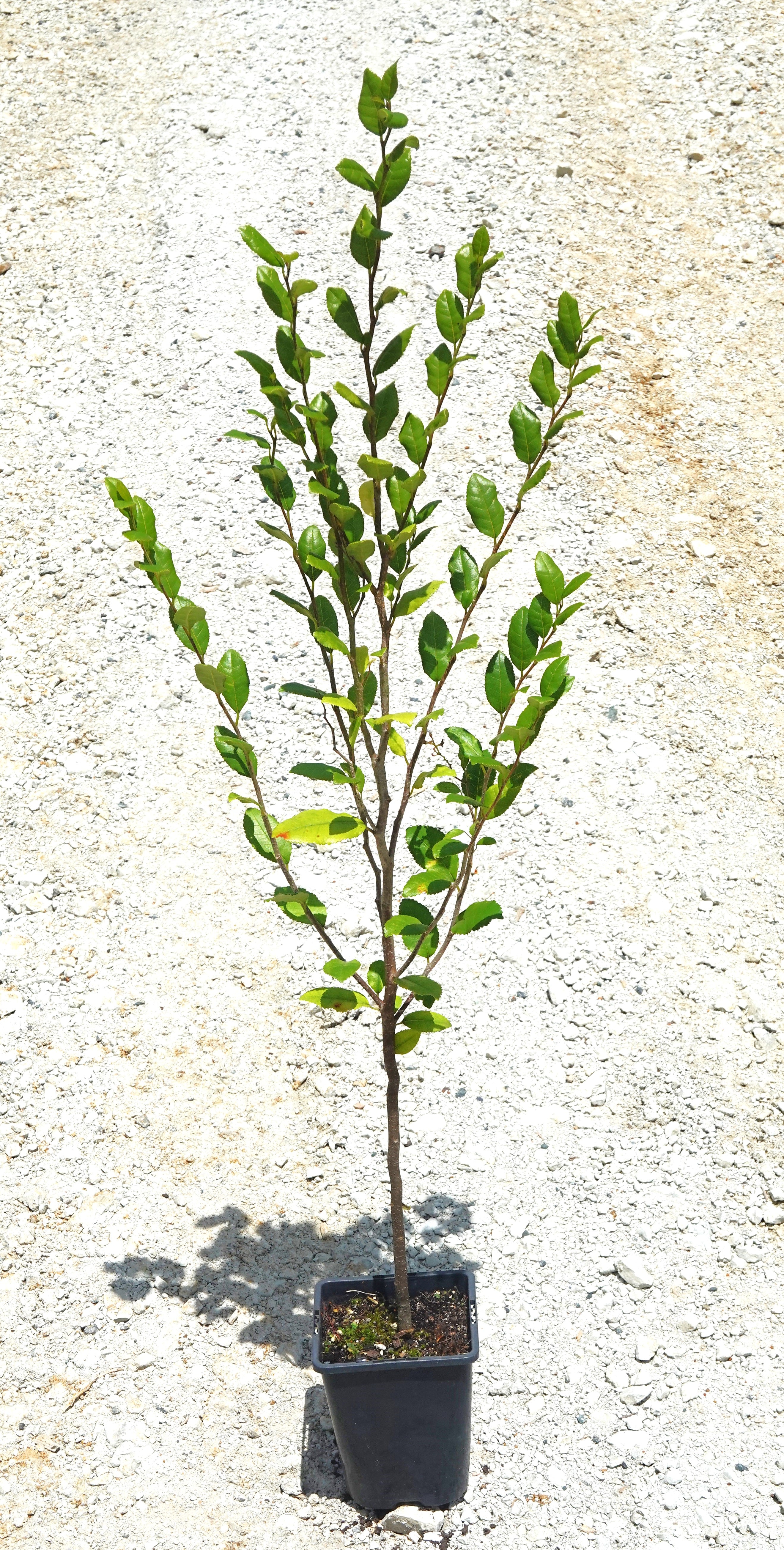 Tūrepo, Large Leaf Milk Tree, Streblus banksii