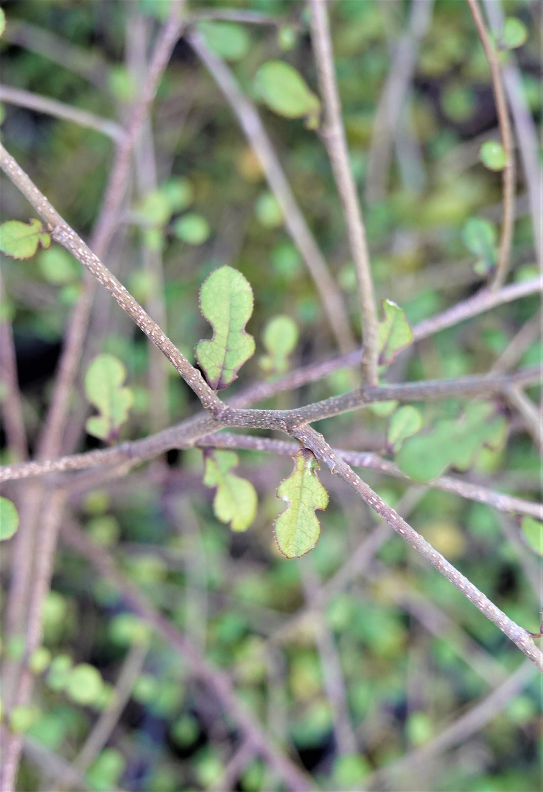 Small Leaved Milk Tree, Tūrepo, Streblus heterophyllus