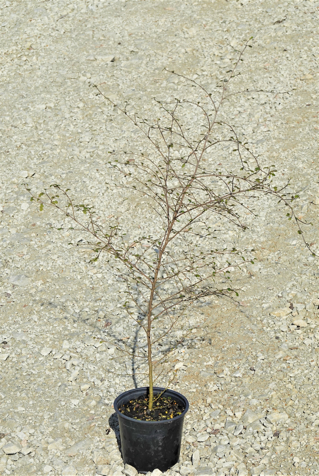 Small Leaved Milk Tree, Tūrepo, Streblus heterophyllus