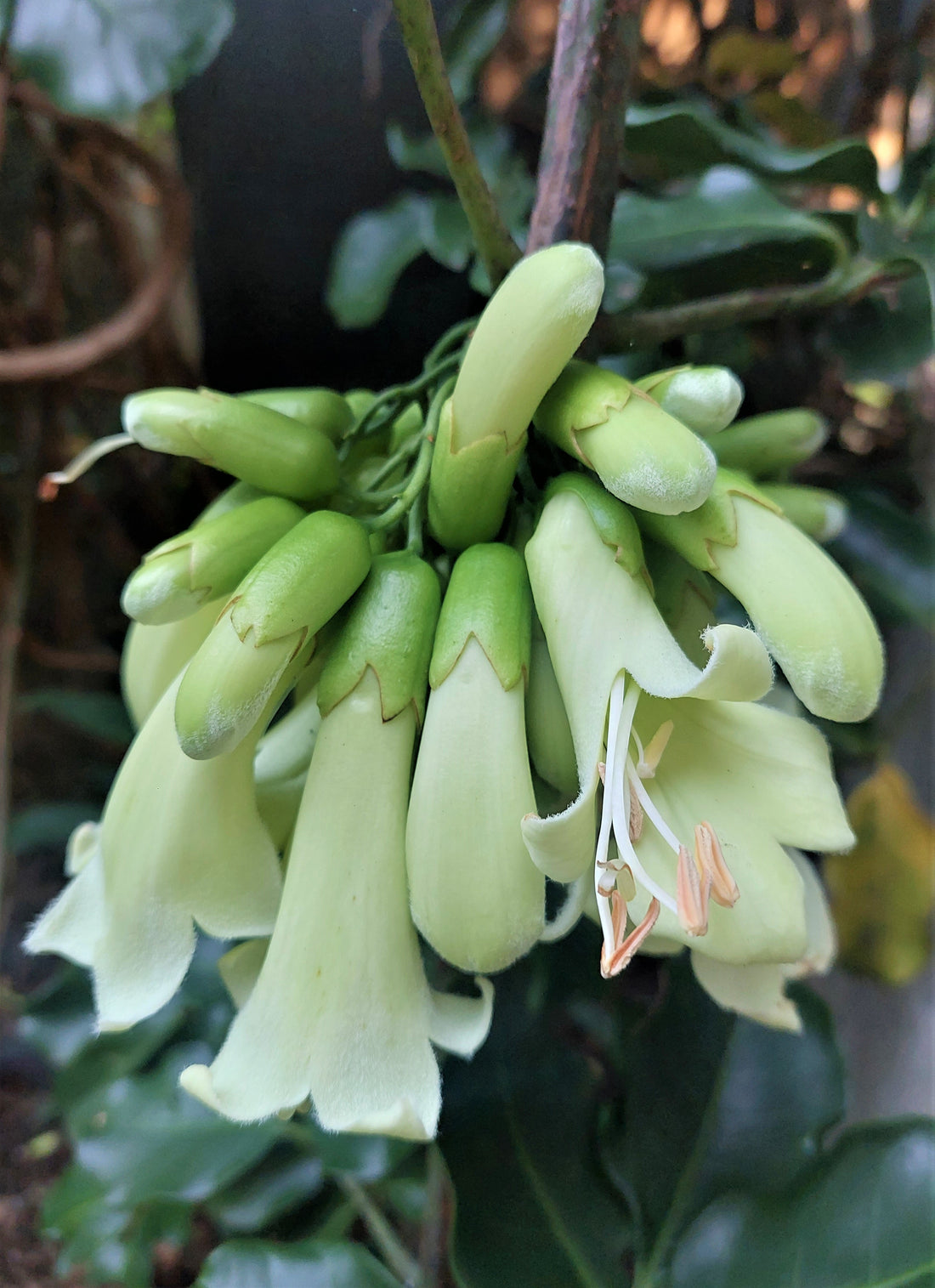 Akapukaea, Three Kings Vine, Tecomanthe speciosa