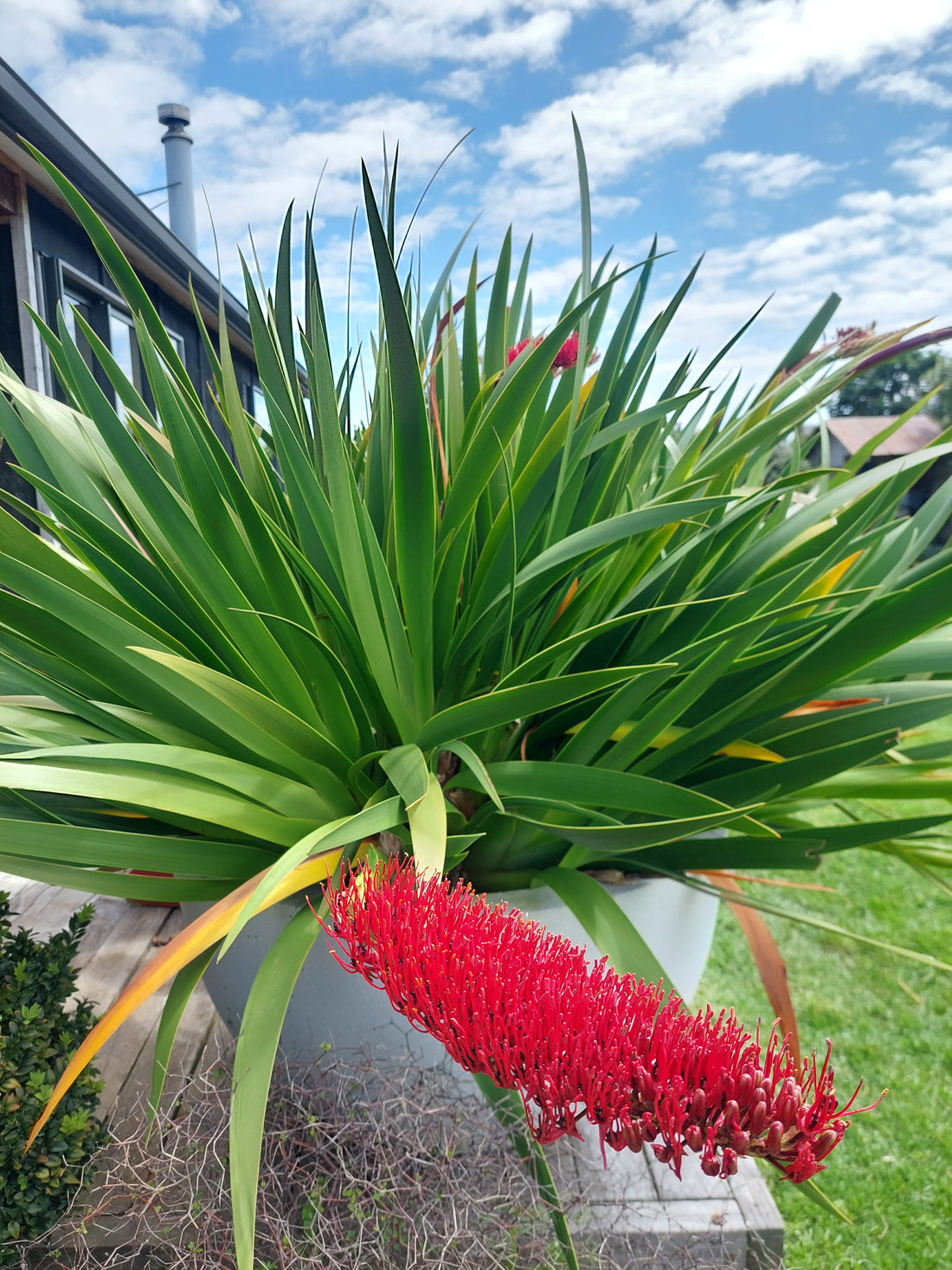 Poor Knights Lily, Xeronema callistemon